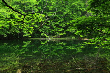 新緑の沼