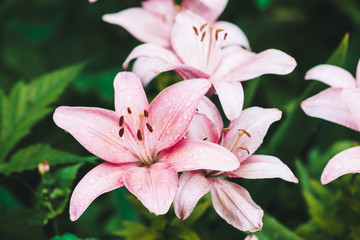 Beautiful flowering pink lily in macro. Amazing picturesque wet blooming flower close-up. Raindrops on colorful plant. Wonderful european perfume flower with dew drops. Droplets on pink petals.