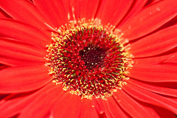 red flower