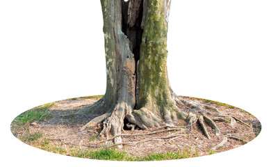 Trunk and big tree roots spreading out beautiful in the tropics. The concept of care and environmental protection.
