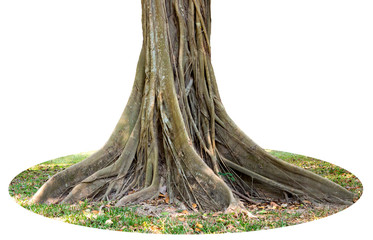 Trunk and big tree roots spreading out beautiful in the tropics. The concept of care and environmental protection.