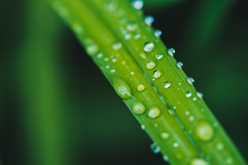 Beautiful vivid shiny green grass with dew drops close-up with copy space. Pure, pleasant, nice greenery with rain drops in sunlight in macro. Background from green textured plants in rain weather.