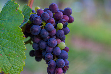 weintrauben
