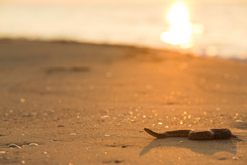 海辺のヘビ