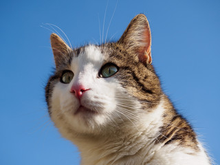 Hauskatze 3