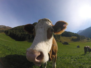 cow