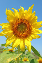 Vibrant Yellow Blooming Sunflower with Blue Sunny Sky in Background
