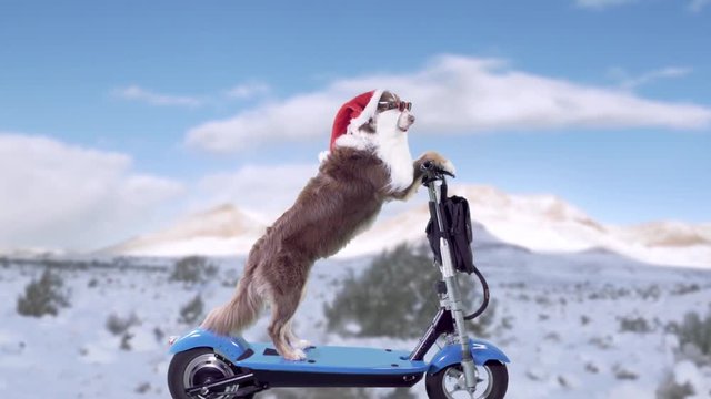 Dog riding a scooter in a Santa Claus suit and beard on a snowy road wide profile shot