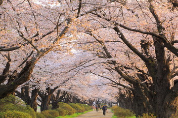 春の桜並木