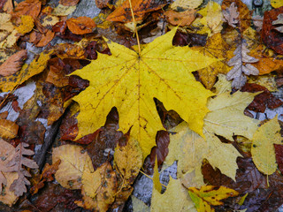 autumn, leaf, fall, leaves, maple, nature, yellow, orange, tree, season, red, color, foliage, brown, forest, colorful, bright, texture, plant, october, abstract, november, green, natural, autumnal