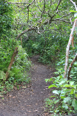 patway in green forest