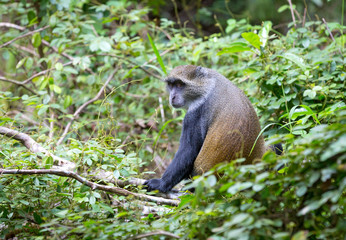 monkey in forest