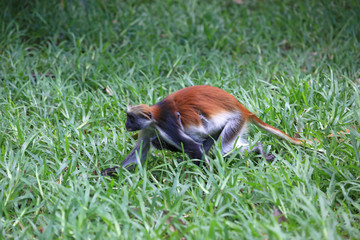 monkey run in forest