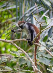 young Red Colombos Monkey in forest