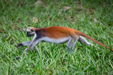 Rewd Colobus monkey run on grass