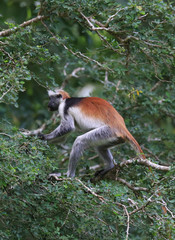monkey on green tree in forest