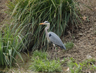 The Heron and Nature