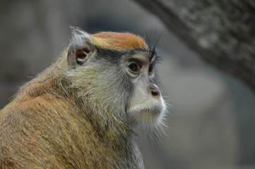 A Patas Monkey