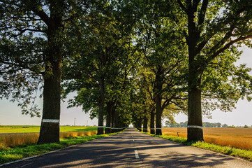 alley in the park