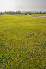 Fototapeta premium landscape of grass field and green environment public park use as natural background, backdrop.