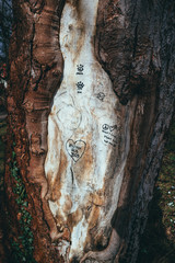 Fototapeta na wymiar love messages written on bark