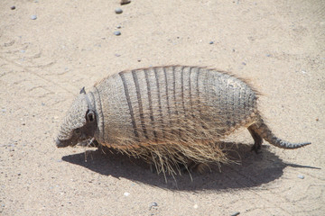Pichi or dwarf armadillo in natural habitat. Pampas of Argentina. Valdes Peninsula. UNESCO World...