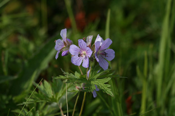 Woolly Cranesbill