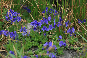 Veronica Grandiflora