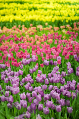 Flowers colorful tulips flowering on background of flowers yellow tulips in tulips field
