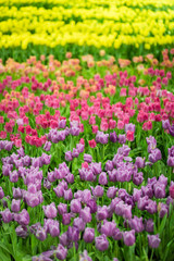 Fototapeta premium Flowers colorful tulips flowering on background of flowers yellow tulips in tulips field