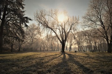 Fototapeta premium alba inverno