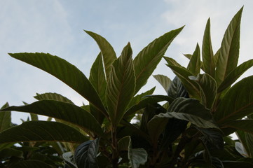 green plant in garden