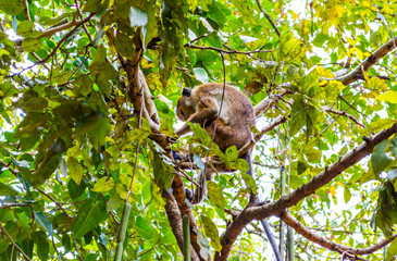 Monkeys in Sigiriya, Sri Lanka