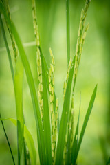 Fototapeta na wymiar Closeup view of rice ear with blurred background of rice terraces before harvest season in Asia
