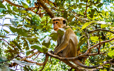 Monkeys in Sigiriya, Sri Lanka