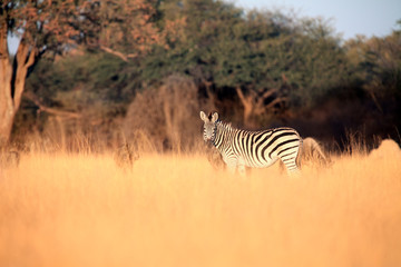 The plains zebra (Equus quagga, formerly Equus burchellii) in high yellow grass in the morning light. Zebra on the savanna.