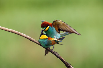 The European bee-eater (Merops apiaster) pair on tree is giving the caught dragonfly.Pair of birds with green background during mating season.