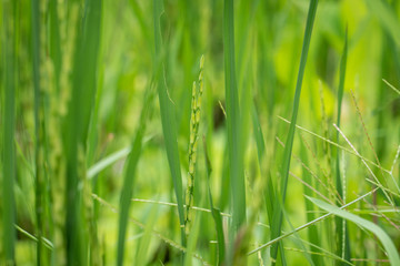 Closeup view of rice ear with blurred background of rice terraces before harvest season in Asia