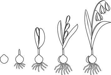 Coloring page with life cycle of Siberian squill or Scilla siberica. Stages of growth from bulb to flowering plant with leaves, flowers and root system