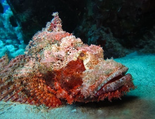 Underwater world in deep water in coral reef and plants flowers flora in blue world marine wildlife, travel nature beauty exploration in diving trip,adventures recreation dive. Fish, corals,creatures
