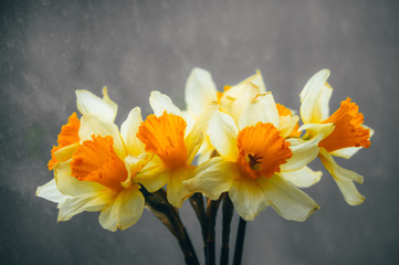 Obraz na płótnie Canvas flowers daffodils in a vase
