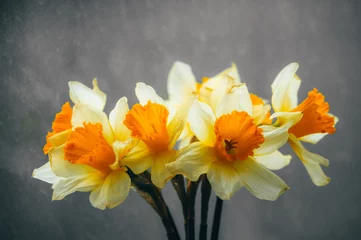 Foto op Canvas bloemen narcissen in een vaas © Kirill