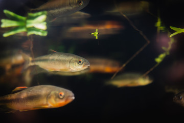 Fish in an aquarium on a black background.