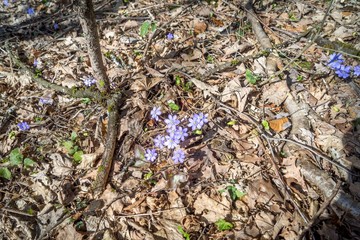 Leberblümchen Hepatica im Frühling am Laubboden
