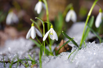 Snowdrops (Galanthus) in the spring forest