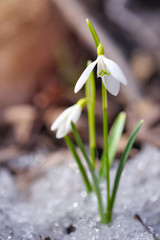 Snowdrops (Galanthus) in the spring forest