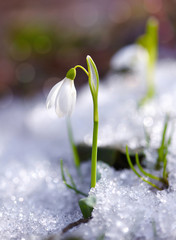 Snowdrop (Galanthus) in the spring forest