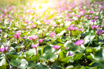 Purple  water lily or lotus with green leaf on surface of water in pond. Side view and peace concept.Image.