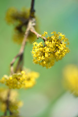 The branch of a flowering dogwoods (Cornus mas) in the sunlight. Soft focus