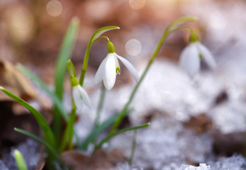 Snowdrops (Galanthus) in the spring forest